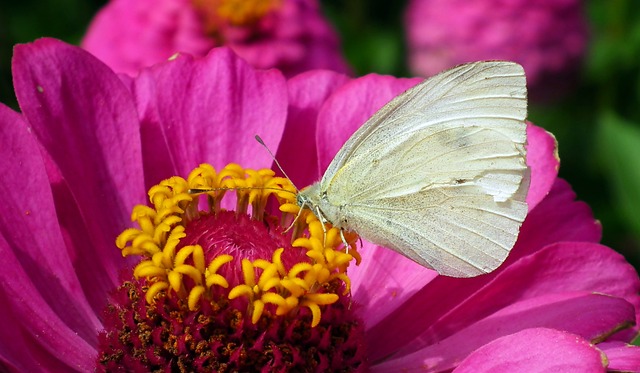 蝴蝶 白色的 Bielinek - 上的免费照片