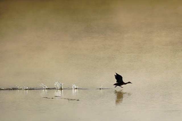 多雾路段 鸟 野生动物 - 上的免费照片