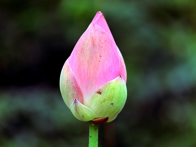 莲花 花蕾 一个花苞 - 上的免费照片