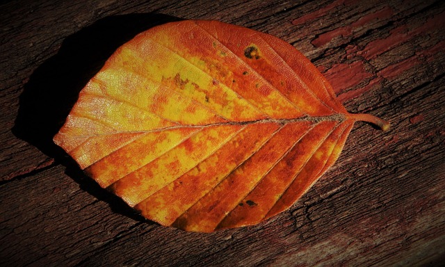 黄色 光，秋天 落下 - 上的免费照片