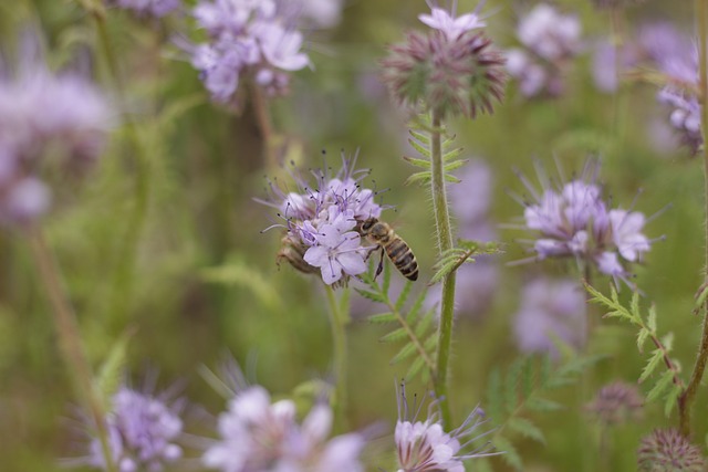 Phacelia 蜜蜂 夏天 - 上的免费照片