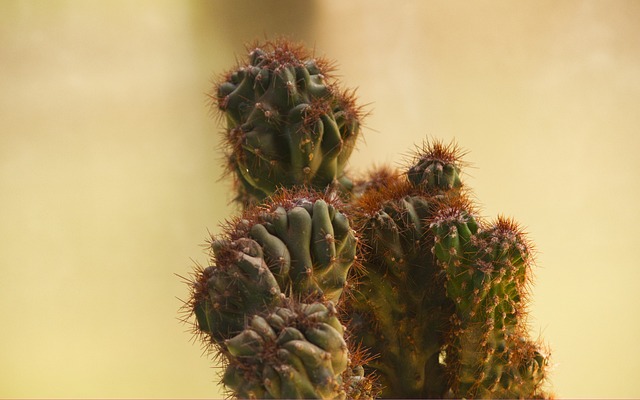 Sucolenta 植被 Natura - 上的免费照片