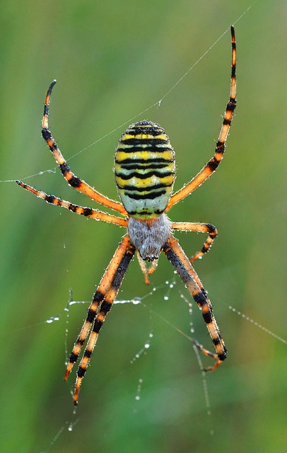黄蜂蜘蛛 Arachnophobia 八条腿 - 上的免费照片