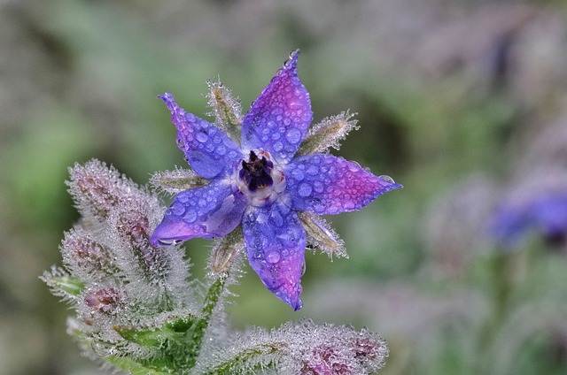 博雷奇 开花 芳香植物 - 上的免费照片