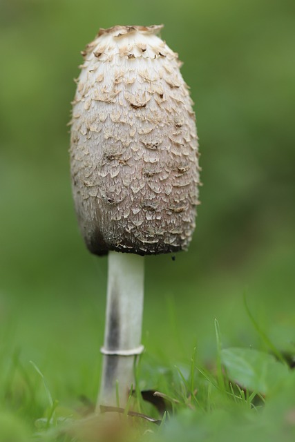 蘑菇 叮叮当当 小贩 - 上的免费照片