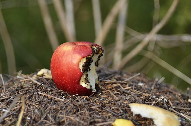 垤 苹果 蚂蚁 - 上的免费照片