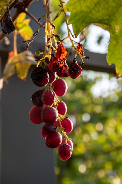 葡萄 秋天 季节 - 上的免费照片