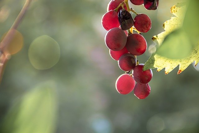 葡萄 光 秋天的主题 - 上的免费照片