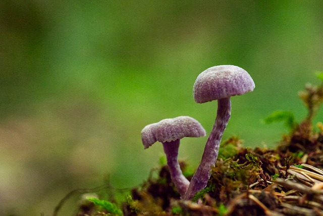 蘑菇 紫色的油漆漏斗 Laccaria Amethystina - 上的免费照片