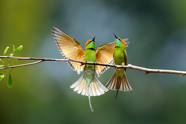 鸟类 亚洲绿色食蜂鸟 鸟类学 - 上的免费照片