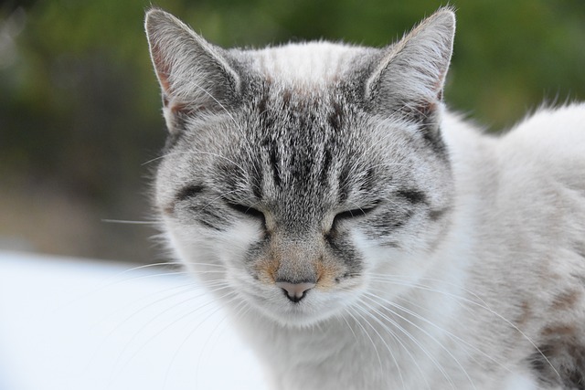 猫 胡同猫 猫的睡眠 - 上的免费照片