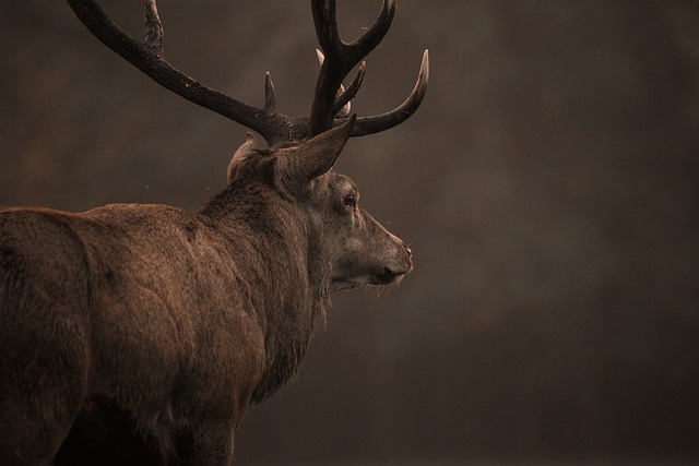 红鹿 麈 自然 - 上的免费照片