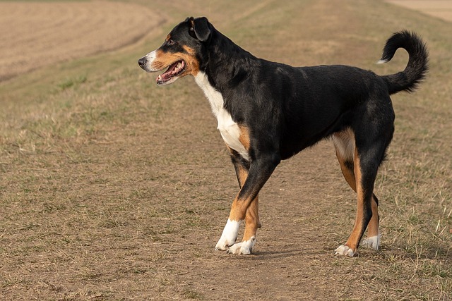 狗 阿彭策尔Sennenhund 森嫩猎犬 - 上的免费照片