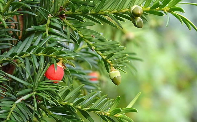 红豆杉 针叶树 浆果 - 上的免费照片