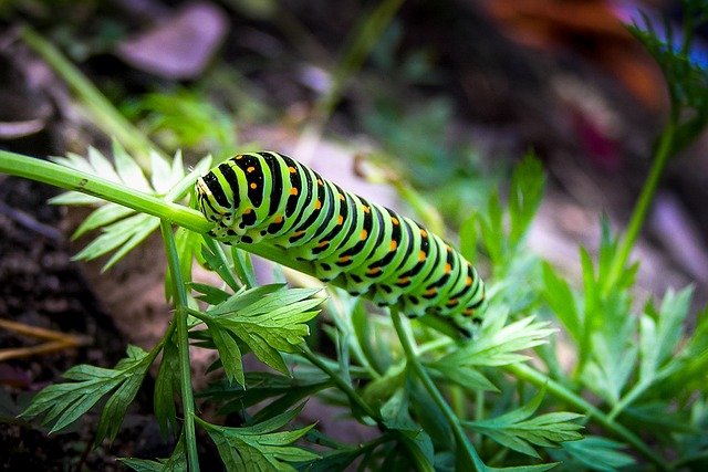 卡特彼勒 绿色 昆虫 - 上的免费照片