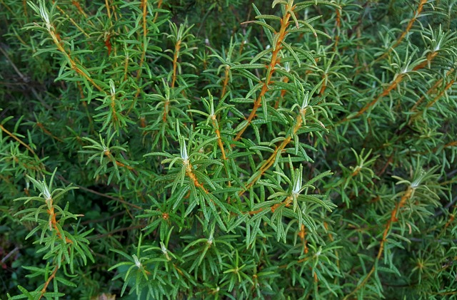 定期的沼泽 迷迭香 植物 - 上的免费照片