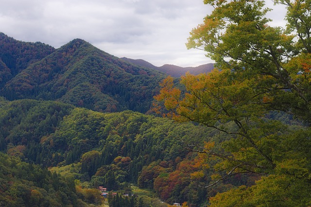 树 山的另一边 景观 - 上的免费照片