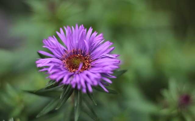 Aster Novi-Angliae紫色圆顶 Herfstaster - 上的免费照片