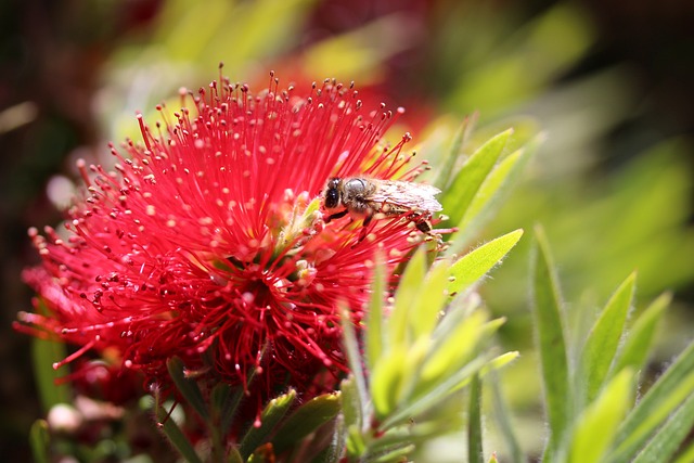 蜜蜂 授粉 卡利斯特蒙 - 上的免费照片