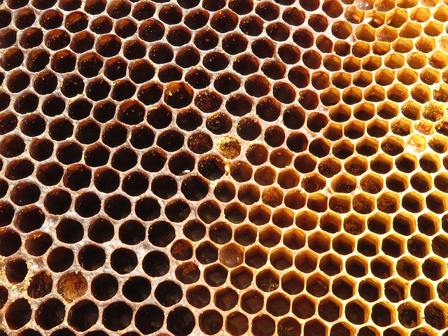 蜂巢 射线 蜜蜂 - 上的免费照片