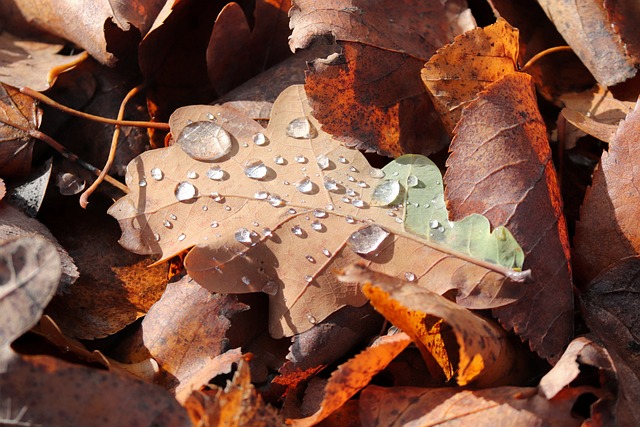 秋天的雨 树叶 水滴 - 上的免费照片