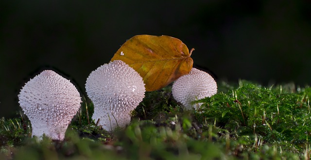 牛人 蘑菇 尘蘑菇 - 上的免费照片