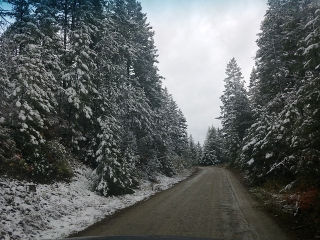 雪 树木 - 上的免费照片