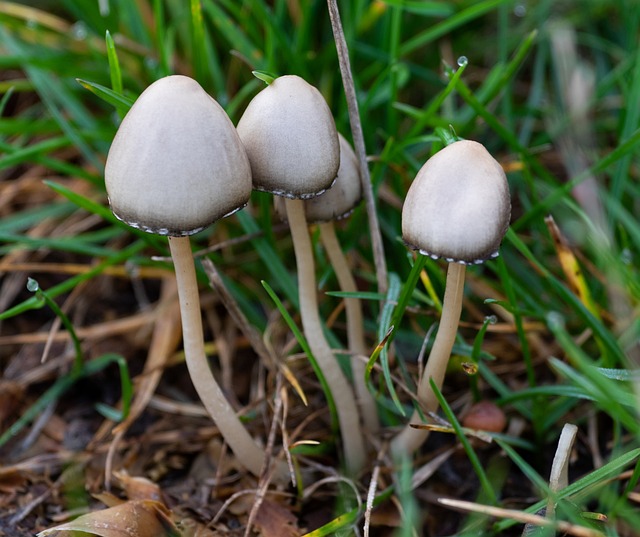 野生蘑菇 菌类 蘑菇 - 上的免费照片