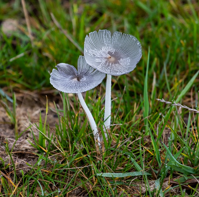 野生蘑菇 菌类 蘑菇 - 上的免费照片