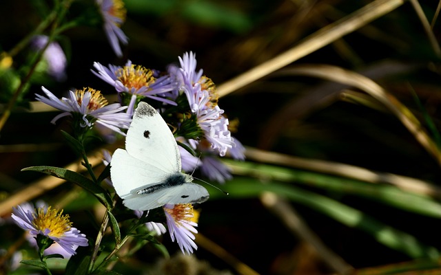 蝴蝶 Bielinek 昆虫 - 上的免费照片