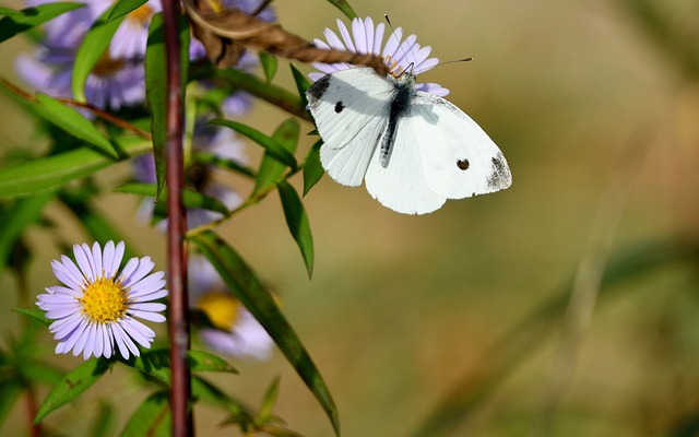 蝴蝶 Bielinek 昆虫 - 上的免费照片