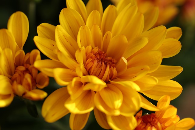 菊花 鲜花 植物区系 - 上的免费照片