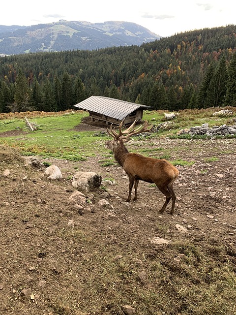 鹿 阿尔卑斯山 鹿角 - 上的免费照片