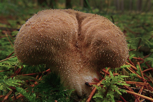 蘑菇 Umbrinum 苔藓 - 上的免费照片