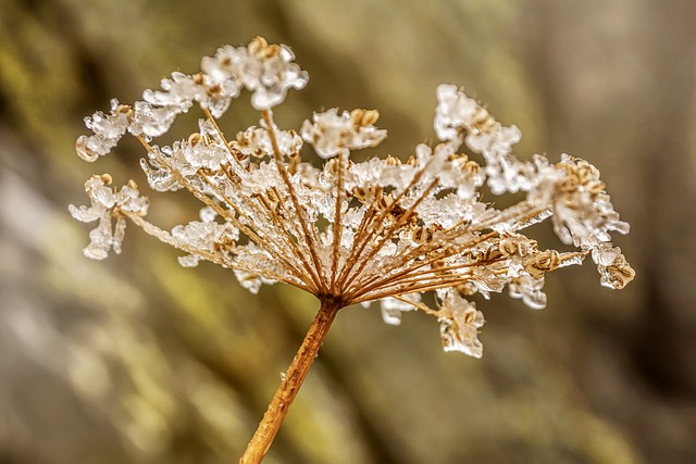 草地Hogweed 霜 冻结 - 上的免费照片