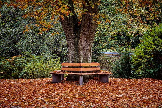 公园 银行 公园的长椅上 - 上的免费照片