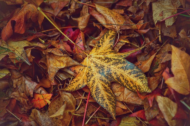 枫叶 秋叶 树叶 - 上的免费照片