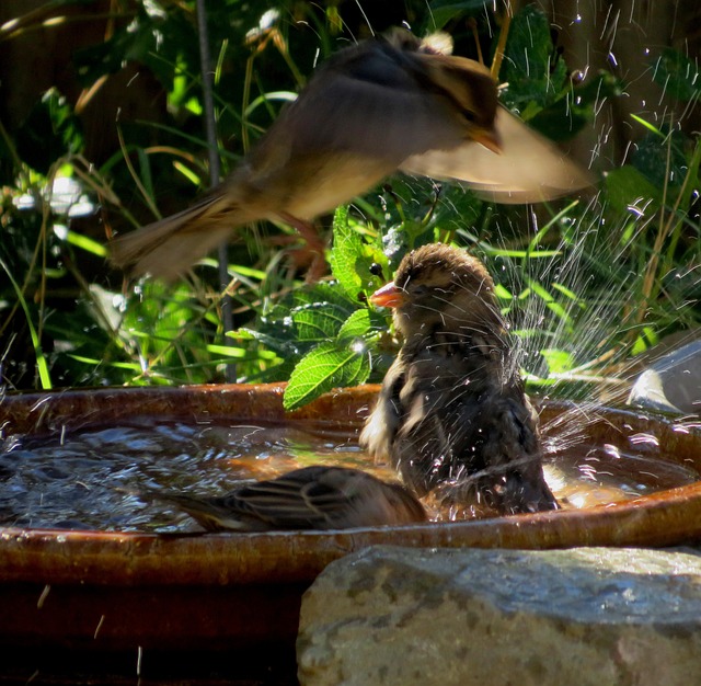 鸟类 夏天 水钵 - 上的免费照片