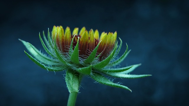 科卡花 盖拉迪亚 鹦鹉花 - 上的免费照片