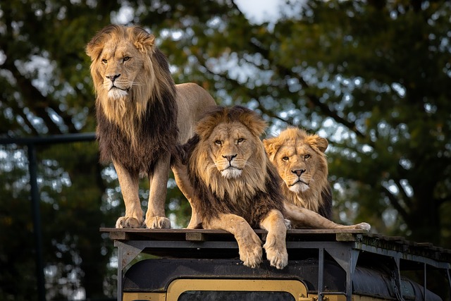 狮子 动物园 非洲 - 上的免费照片