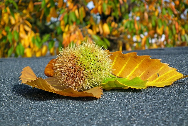 板栗 食用 刺 - 上的免费照片