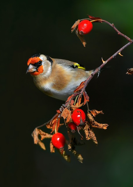 Goldfinch 黄雀 鸟 - 上的免费照片