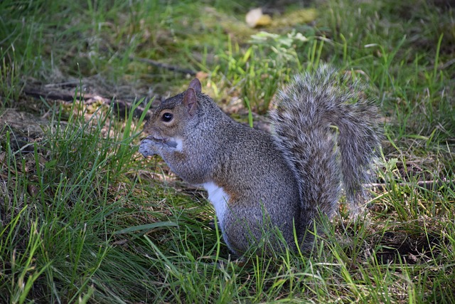 东灰色的松鼠 松鼠 北美洲 - 上的免费照片