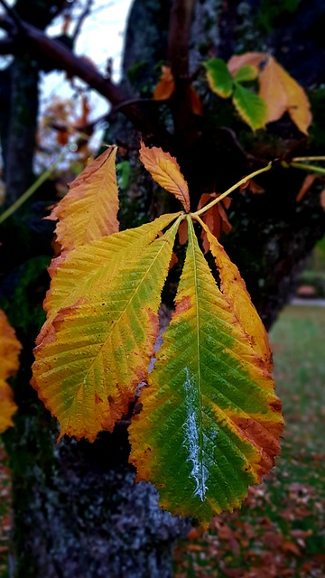 栗叶 落下 秋色 - 上的免费照片