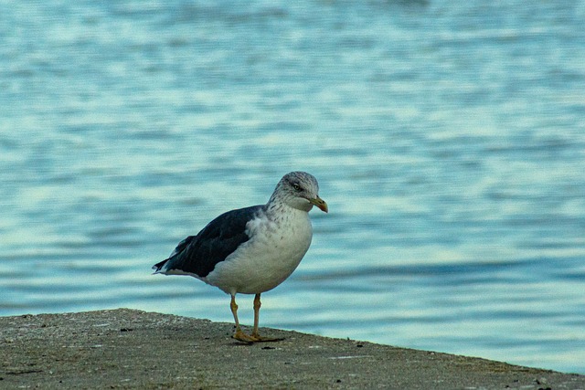 盖沃塔 海鸥 Mouette - 上的免费照片