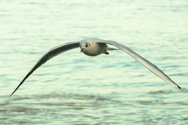 盖沃塔 海鸥 Mouette - 上的免费照片