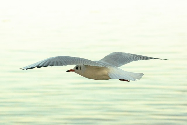 盖沃塔 海鸥 Mouette - 上的免费照片