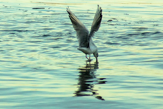 盖沃塔 海鸥 Mouette - 上的免费照片