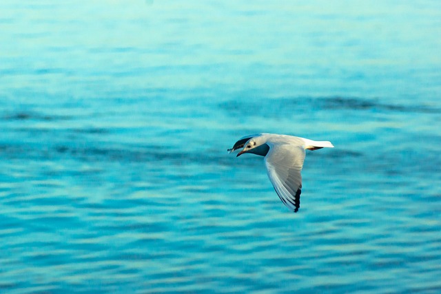 盖沃塔 海鸥 Mouette - 上的免费照片