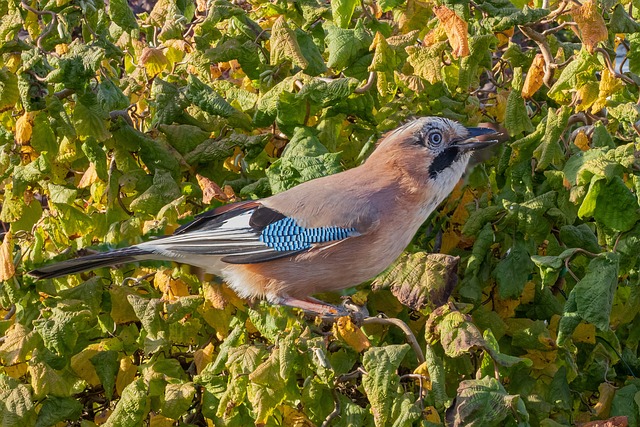 Jay Garrulus Glandarius 损害 - 上的免费照片